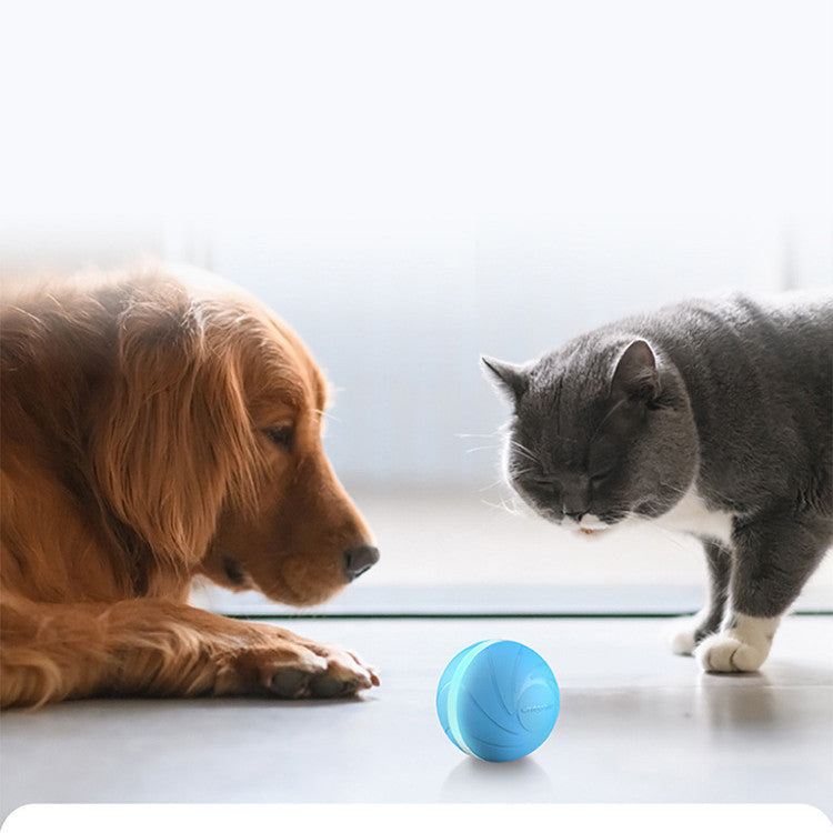 🧸 Interactive Toys